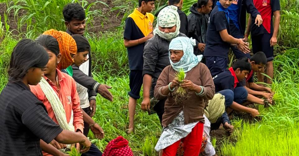 Traditional Paddy Plantation