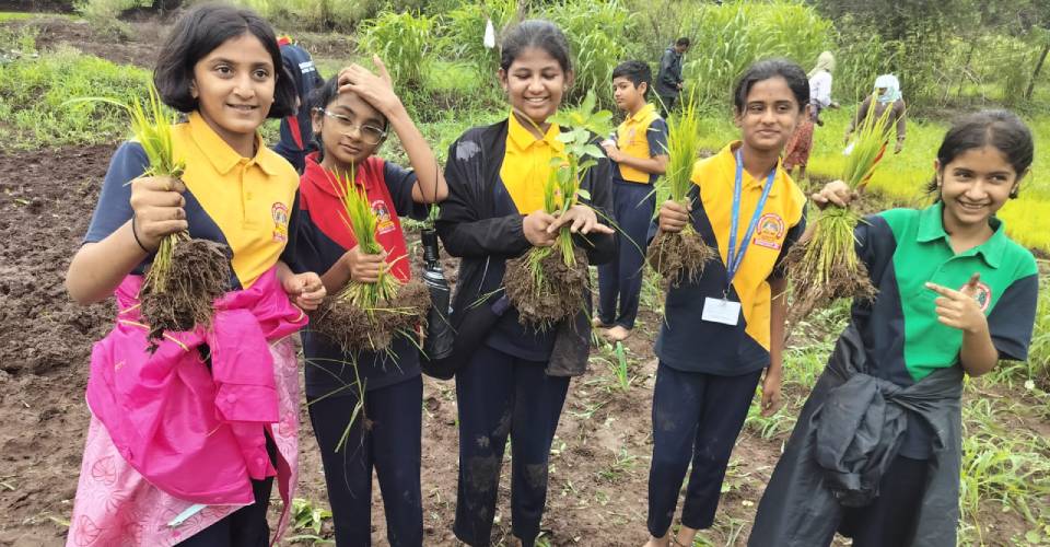 Trip on Traditional Paddy Plantation